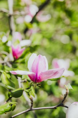 Pembe ve beyaz manolya çiçekleri baharda yemyeşil yaprakların arasında açar..