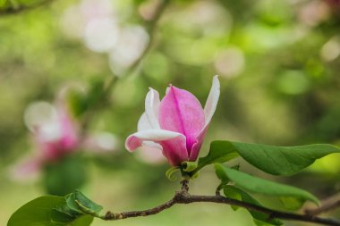 İlkbaharda yemyeşil yapraklarla çevrili pembe bir manolya çiçeği açar..