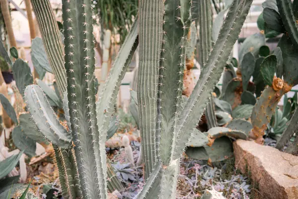 Kaktüsler ve sulu bitkiler seranın içinde gelişerek eşsiz çöl bitkilerini sergilerler..
