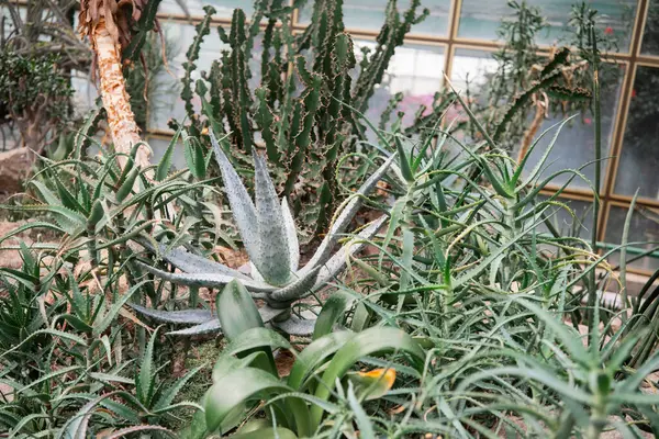 İyi aydınlatılmış bir serada çeşitli kaktüsler ve sulu sularda birlikte yetişir..