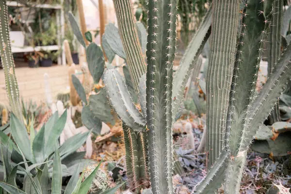 Çeşitli kaktüsler yemyeşil bir botanik bahçesinde gelişir ve eşsiz şekillerini sergilerler..
