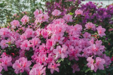 Parlak pembe azalia çiçekleri açıyor 