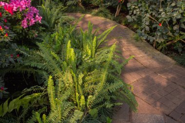 Yakın çekim yeşil eğreltiotu yaprakları