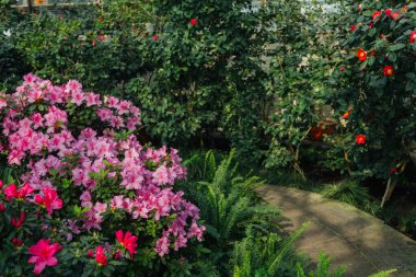 Parlak pembe azalia çiçekleri açıyor 