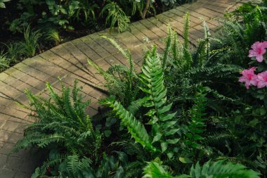 Yeşil Yapraklı Tuğla Yolu 