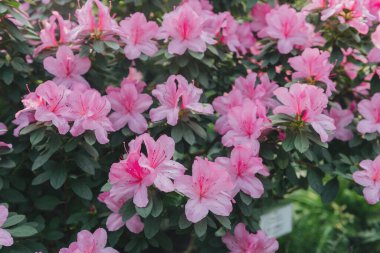 Parlak pembe azalia çiçekleri açıyor 