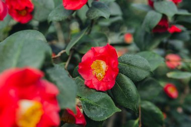 Kırmızı bir Japon kamelya çiçeğine yaklaş.