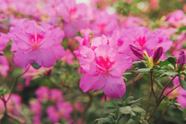 Yeşillikte Azalea Çiçekleri