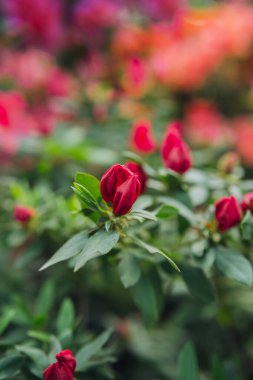 Yeşillikte Azalea Çiçekleri