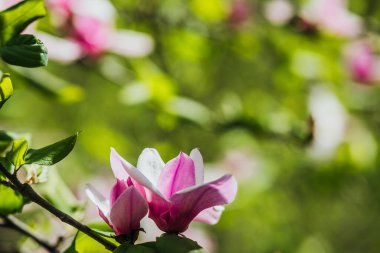 Canlı manolyalar yeşil yapraklar arasında narin pembe yapraklar sergiliyor..