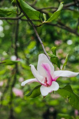 Güzel bir manolya çiçeği yeşil yaprakların arasında pembe ve beyaz yapraklarını sergiler..