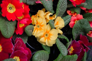 Kırmızı, sarı ve pembe güzel çiçekler canlı renklerle dolu bir bahçeyi doldurur..