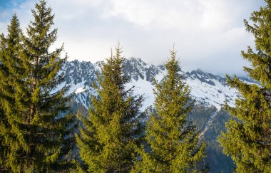 Ön planda yeşil çam ağaçları yumuşak ışık altında karlı Chamonix dağları