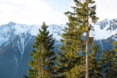 Karlı Chamonix tepeleri, kış ormanlarında güneş ışığıyla parlayan yeşil ağaçların ardında.
