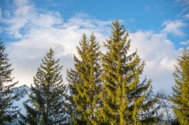 Ön planda yeşil çam ağaçları yumuşak ışık altında karlı Chamonix dağları