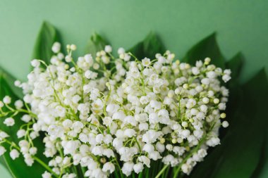 Beyaz çan şeklinde çiçekleri ve yeşil yaprakları olan vadili zambak.