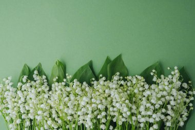 Soluk yeşil arka planda yaprakları olan vadiden taze zambak.