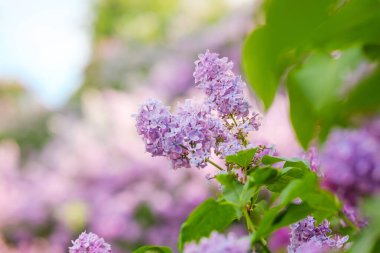Mor leylak çiçekleri baharda güneşli bir bahçede bol bol çiçek açar..