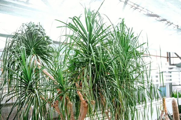 Işıl ışıl parlayan güneş ışığıyla dolu bir seranın içinde geniş, gür bir bitki yetişir..