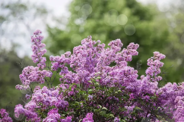 Leylak çalıları tamamen çiçek açmış, yemyeşil çiçeklere karşı parlak mor çiçekler sergiliyorlar.