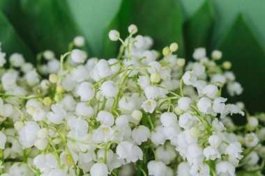 Çiçek ve tomurcuk açan vadi zambağının yakınına.