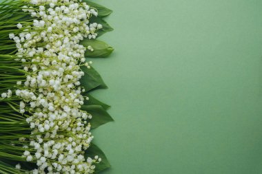 Soluk yeşil arka planda yaprakları olan vadi çiçeğinin taze zambağı. Bir metin için yer 