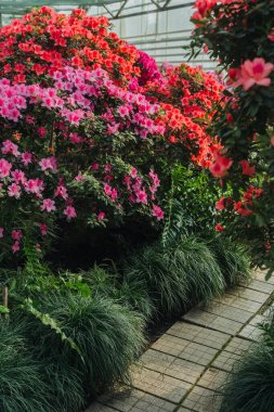 Seradaki parlak pembe Azalea Çiçekleri