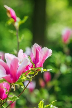 Parlak manolya çiçekleri baharda güneşli bir bahçede gelişir..