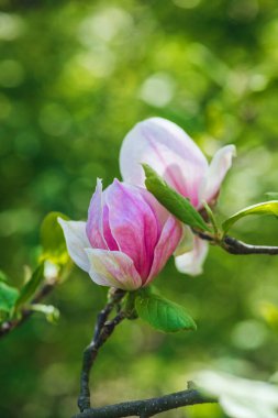 İki pembe manolya çiçeği baharda canlı yeşil bir arka planda açılır..