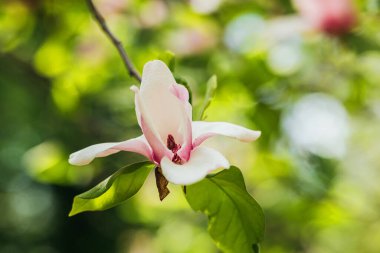 Güneşli bir günde taze yeşil yaprakların arasında narin bir manolya çiçeği açılır..