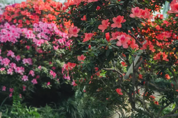 Seradaki parlak pembe Azalea Çiçekleri