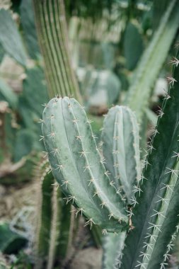 Omurgalı uzun yeşil kaktüs güneş ışığı altında doğal bir çöl ortamında gelişir..