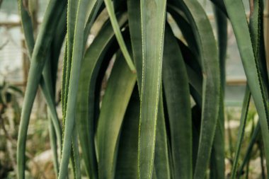 Uzun, kalın, sulu bir bitkinin yaprakları belirgin bir şekilde bir bahçede sergilenir..
