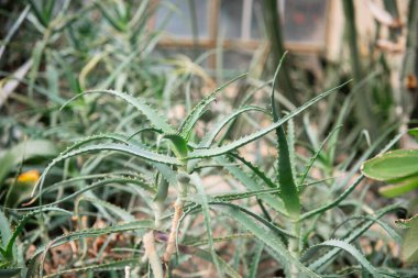 Dikenli yaprakları olan yeşil aloe vera bitkisi iyi ışıklandırılmış bir serada sağlıklı bir şekilde büyür..