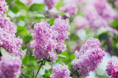 Canlı leylak çiçekleri çiçek açtı, güneşli bahçeye renk kattı..