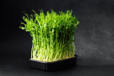 Bezelye siyah plastik tepside koyu arkaplanda filizlenir