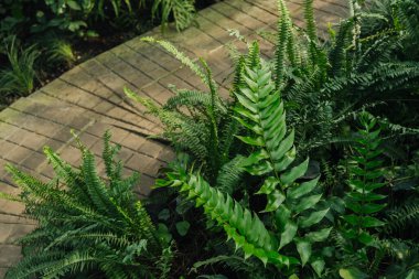 Yeşil Yapraklı Tuğla Yolu 