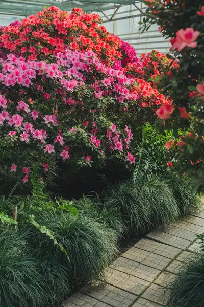 Seradaki parlak pembe Azalea Çiçekleri