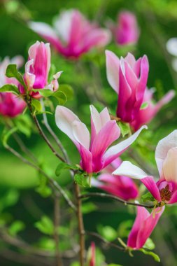 Canlı manolya çiçekleri baharda güneşli bir bahçede güzelliklerini sergiler..