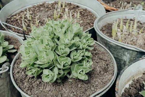 Toprakla dolu birkaç metal kova ve gelişen yeşil sulu bitkiler..