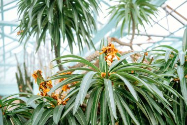 Parlak bir serada canlı tropikal bitkiler gelişir ve çeşitliliklerini vurgularlar..
