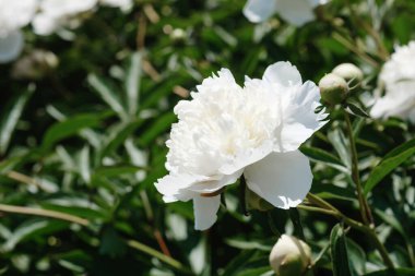 Güzel beyaz şakayık çiçekleri güneşli bir günde yemyeşil yaprakların arasında açılır..