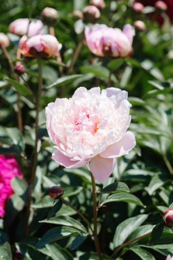 Pembe ve beyaz şakayıklar bahçedeki yemyeşil yaprakların arasında çiçek açıyor..