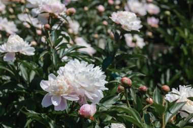 Çiçeğin çeşitli safhalarındaki güzel şakayıklar bahçeyi renklerle doldurur..