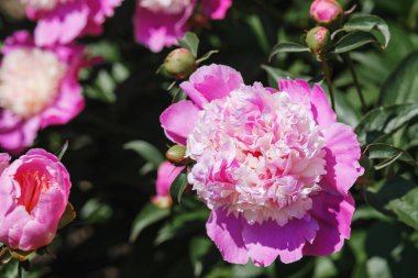 Güzel pembe şakayık çiçekleri yemyeşil bir bahçede canlı bir şekilde açar..