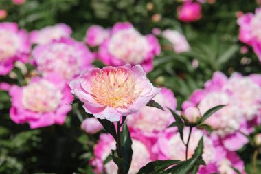 Pembe şakayıklar güneşli bir bahar gününde canlı bir bahçede çiçek açarlar..