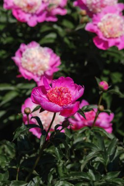 Canlı pembe şakayıklar yaz güneşinde yeşil yapraklarla bezenir..