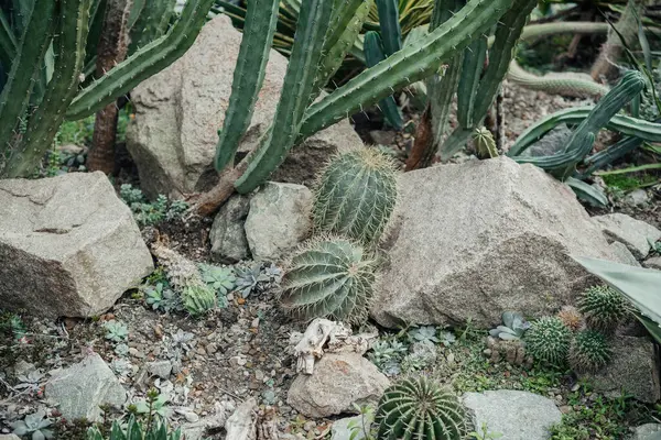 Çöldeki bir bahçede, taşların etrafında çeşitli şekil ve boyutlarda kaktüsler yetişir..