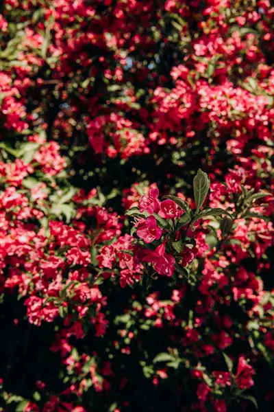 Canlı pembe çiçeklerle dolu bir bahçe Gün ışığında usulca sallanıyor.