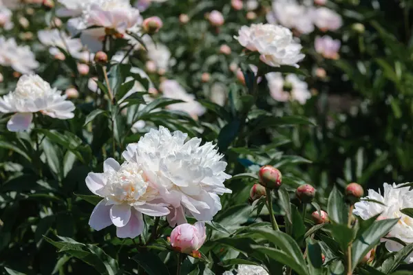 Çiçeğin çeşitli safhalarındaki güzel şakayıklar bahçeyi renklerle doldurur..